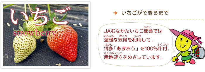 おいしいいちごができるまで